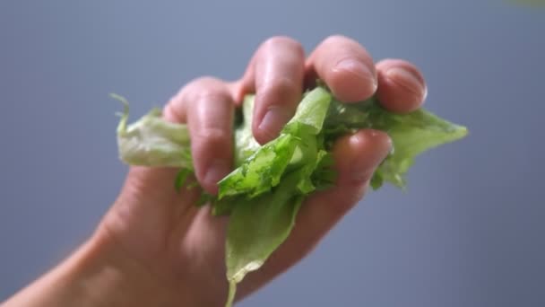 Tillagning av sallad. Vegetarisk sallad. händer te grön sallad blad på en plats i närbild. selektivt fokus — Stockvideo