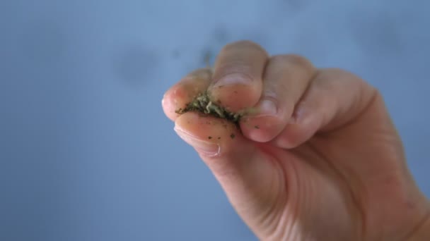 Aggiungere spezie al piatto. Delizioso cibo europeo. Preparazione Cibo appetitoso Lento mo — Video Stock