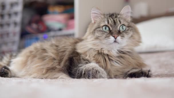 Пухнаста коричнева кішка з зеленими очима лежить на дивані — стокове відео