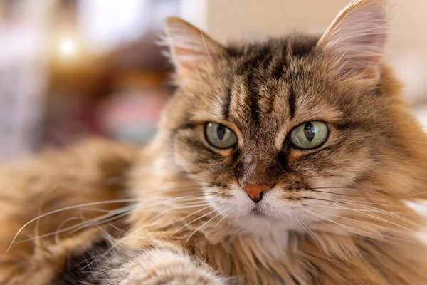 Načechraná Hnědá Kočka Zelenýma Očima Leží Gauči — Stock fotografie