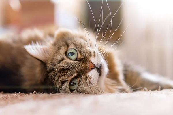 一只绿眼睛的棕色猫躺在沙发上的特写镜头 — 图库照片