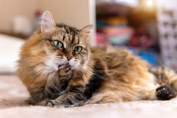 Yeşil Gözlü Tüylü Kahverengi Kedi Kanepede Yatıyor Yün Yalamak — Stok fotoğraf