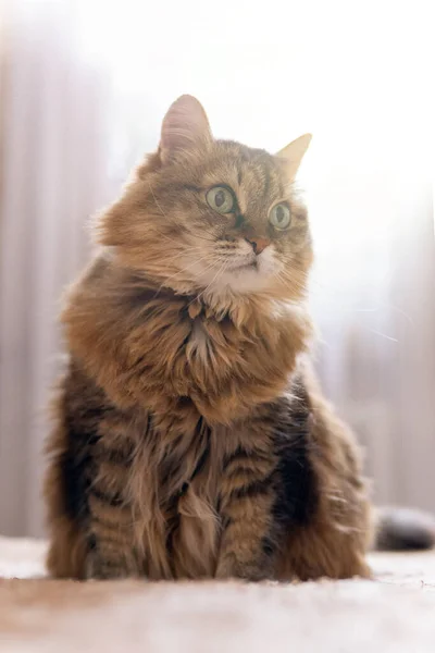 Primer Plano Gato Marrón Con Ojos Verdes Acostado Sofá —  Fotos de Stock