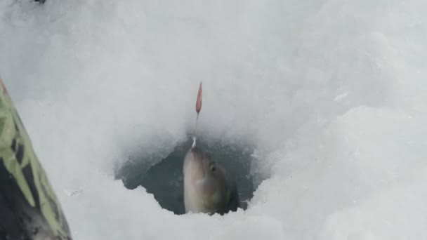 冬の湖で漁をしています。魚を捕った。氷釣り — ストック動画