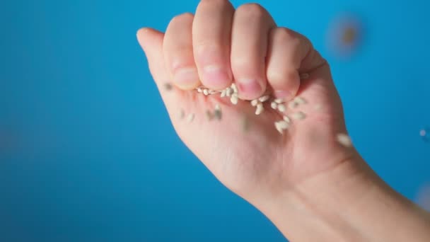 Pours pearl barley into the bowl. Cooking food. Healthy food. slow motion. selective focus — Stock Video