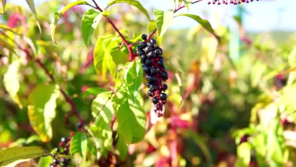 Pokeweed en el resplandor del sol poniente Phytolacca americana. bayas de dragón planta perenne herbácea. — Vídeos de Stock