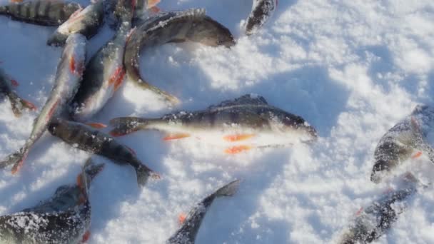 冬の釣りでパーチを捕まえる。新鮮なキャッチトロフィー雪の背景. — ストック動画