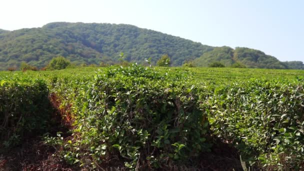 Groene thee op een zonnige dag, thee plantage natuurlijke achtergrond. statische camera — Stockvideo