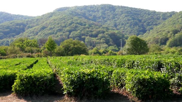 Grüner Tee blättert auf dem Teesträucher. die statische Kamera, die Herbsternte — Stockvideo