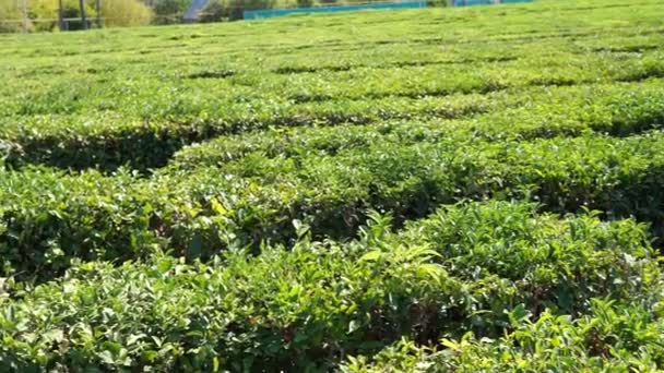 Groene thee op een zonnige dag, thee plantage natuurlijke achtergrond. — Stockvideo