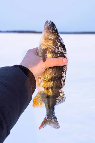 catch of perch on ice fishing. Freshly caught trophy snow background. Vertical photo