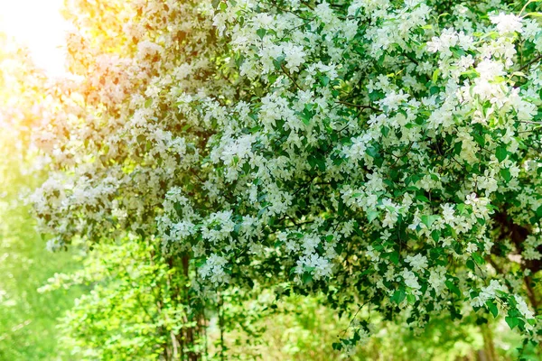 Blühende Weiße Apfelbaumblüten Frühlingshintergrund Strahlend Sonniger Tag Selektiver Fokus — Stockfoto