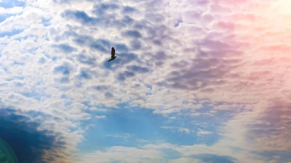 Clouds Bird Silhouette Abstract Wildlife Sunny Day Space Text — Photo