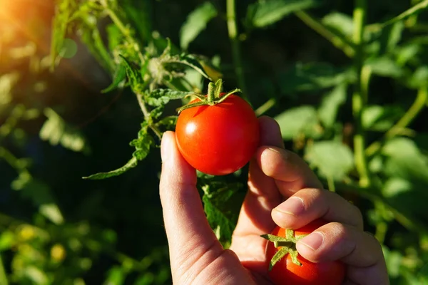 Harvest cherry tomatoes in the farmer hand. Man keeps organic green natural healthy food