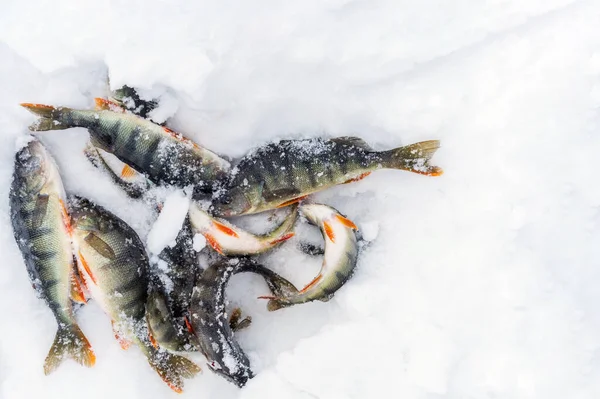 Peixe Poleiro Deitado Neve Pesca Inverno Captura Espaço Cópia Perca — Fotografia de Stock