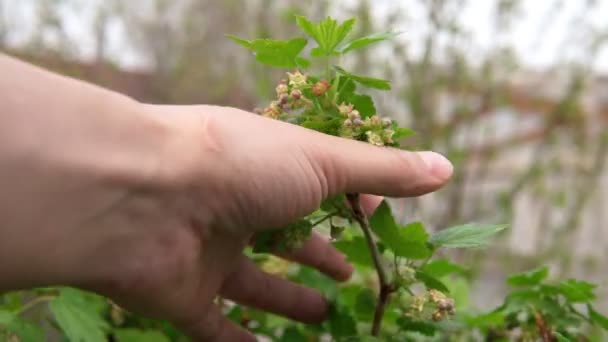 Blooming black currant berries close-up. selective focus — Stock Video