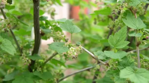 Zwarte bessen bloesem, detail. Bloemen op een bessenstruik. Groene loof close-up. — Stockvideo