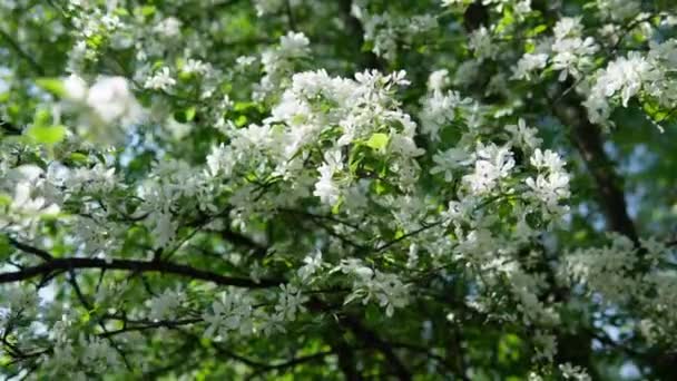 White apple blossoms on a tree. selective focus spring season. — Stock Video