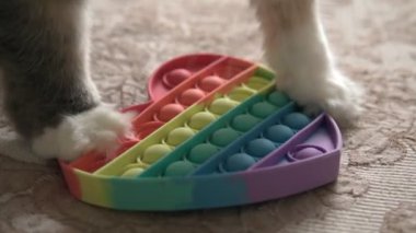 Kedi silikon bir bilgisayar oyuncağıyla oynuyor. Yeni moda silikon oyuncak.