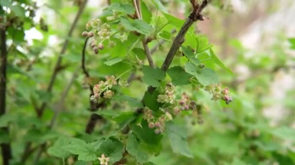 Schwarze Johannisbeerblüte, Detail. Blumen auf einem Beerenstrauch. Grünes Laub aus nächster Nähe. — Stockvideo