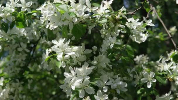 Белое сердце на фоне цветущих деревьев. Концепция "весна, любовь". — стоковое видео