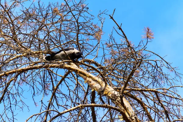 Cuervo Negro Posado Una Rama Seca Contra Cielo Azul Otoño —  Fotos de Stock