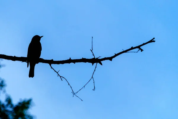 Siluet Dramatik Işığa Karşı Bir Dalda Oturuyor Küçük Bir Kuşun — Stok fotoğraf