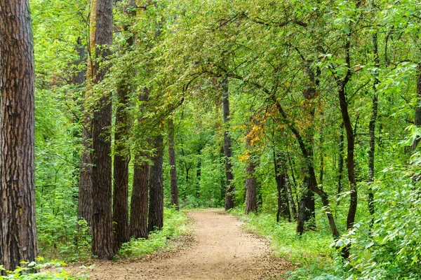 Μονοπάτια Πράσινα Δέντρα Στο Δάσος Alley Δρόμος Στο Πάρκο Ένα — Φωτογραφία Αρχείου