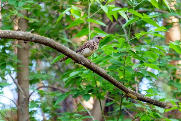 Turdus Philomelos Ave Pequeña Hermosa Familia Turdidae Enfoque Selectivo —  Fotos de Stock