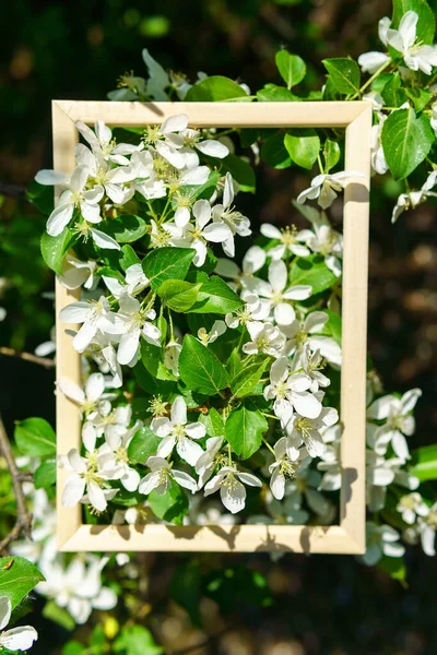 Drewniana Rama Gałęziami Kwitnących Jabłoni Wiosna Białe Kwiaty Ostrość Selektywna — Zdjęcie stockowe