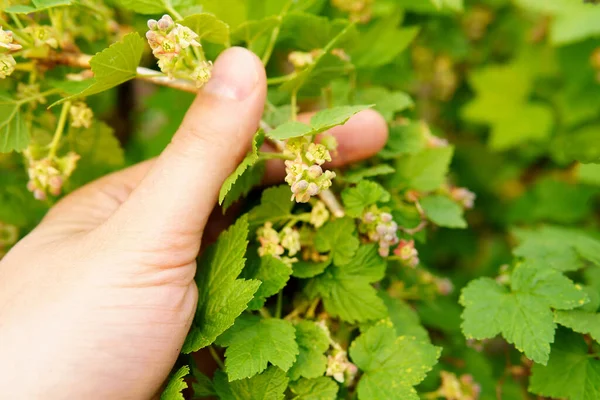 Zwarte Bessen Bloesem Detail Bloemen Een Bessenstruik Groene Loof Close — Stockfoto