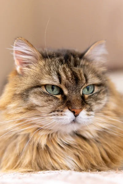 Gros Plan Chat Brun Aux Yeux Verts Couché Sur Canapé — Photo