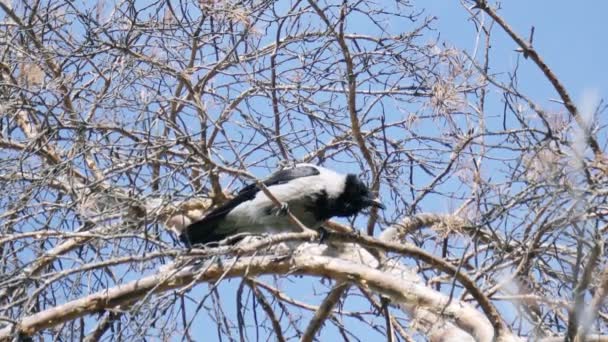 Черная ворона села на сухую ветку на фоне голубого неба в Автумне в солнечный день — стоковое видео