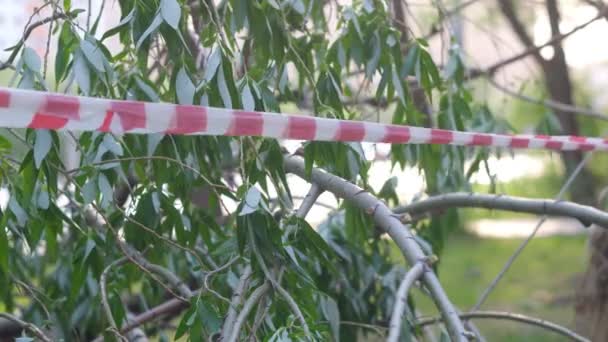 Kırmızı ve beyaz bariyer bandı, ormanın tehlikeli bölgelerinde veya suç mahallinde çitle çevrili. Seçici Odaklanma — Stok video