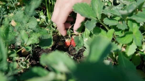 Strawberry plant harvesting. Strawberries in growth at garden in the field, agriculture concept — Stock Video