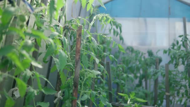 Skleník s organickými rajčaty selektivní zaměření. Rostlinné zemědělství — Stock video