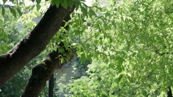 Zöld fa ágak a háttérben repülő le nyáron. Szelektív fókusz — Stock videók