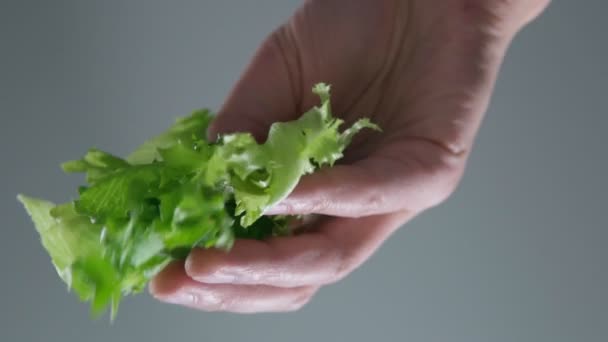 Preparação de salada. Salada vegetariana. mãos chá folhas de alface verde para um lugar em close-up. foco seletivo — Vídeo de Stock