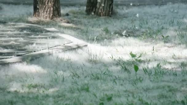 草の上にポプラの綿毛を閉じると、ソフトフォーカス。アレルギーの季節。健康被害の概念. — ストック動画