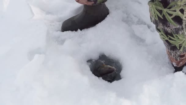 Der gefangene Barsch, der Europäische Barsch, liegt auf dem Eis des Flusses. Eisfischen. — Stockvideo