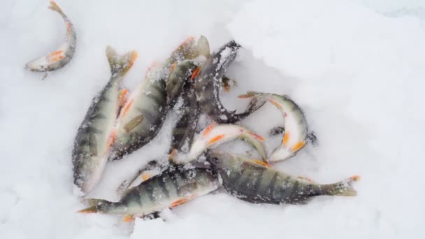 Barschfang beim Winterfischen. Frisch gefangene Trophäe Schnee Hintergrund. — Stockvideo
