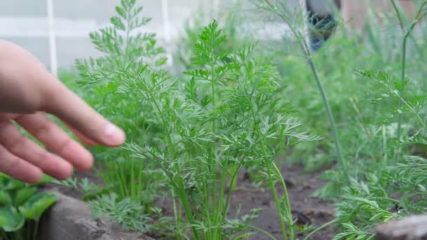 Kontroluju sklizeň mrkve. Koncept zemědělství a ekologického ovocnářství — Stock video