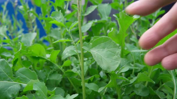 Boeren plukken arugula salade biologisch veld. Oogst. Landbouw en ecologische fruitteelt — Stockvideo