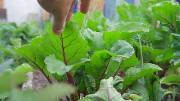 A verificar a colheita de beterraba. Conceito de agricultura e fruticultura ecológica — Vídeo de Stock