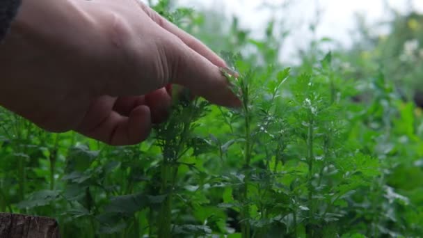 Agricultor recogiendo planta fresca campo de cilantro de especias. cosecha. El concepto de agricultura y cultivo ecológico de frutas — Vídeos de Stock