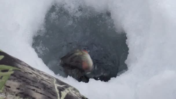 Winter ice fishing, perch fishermans catch on ice. Selective focus — Stock Video