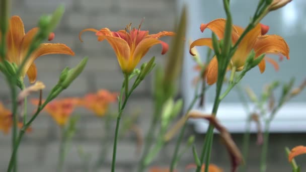 Narancs liliom Lilium bulbiferum néven is ismert Fire Lily. Közelkép. kert és vidéki ház dekoráció — Stock videók