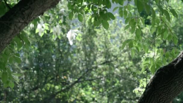 Rami di albero verde sullo sfondo di volare giù in estate. Focus selettivo — Video Stock