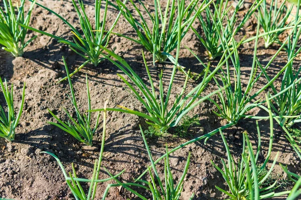 Odlar Grön Lök Odlar Fält Jordbruksindustri — Stockfoto