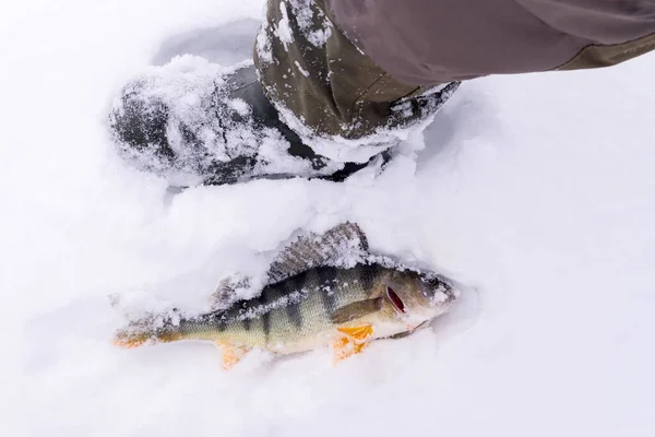 Winter Ice Fishing Perch Fishermans Catch Ice — Stock Photo, Image